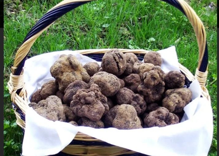 Fiera Nazionale del Tartufo  Milano