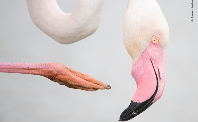 WILDLIFE Photographer of The Year 15 novembre 2025 – 25 gennaio 2026 | Museo della Permanente