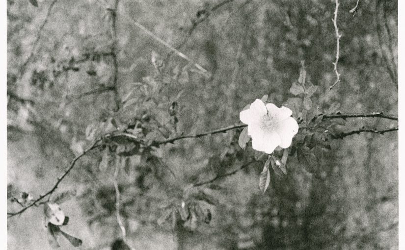 MUSEC a MIA Photo Fair BNP Paribas di Milano