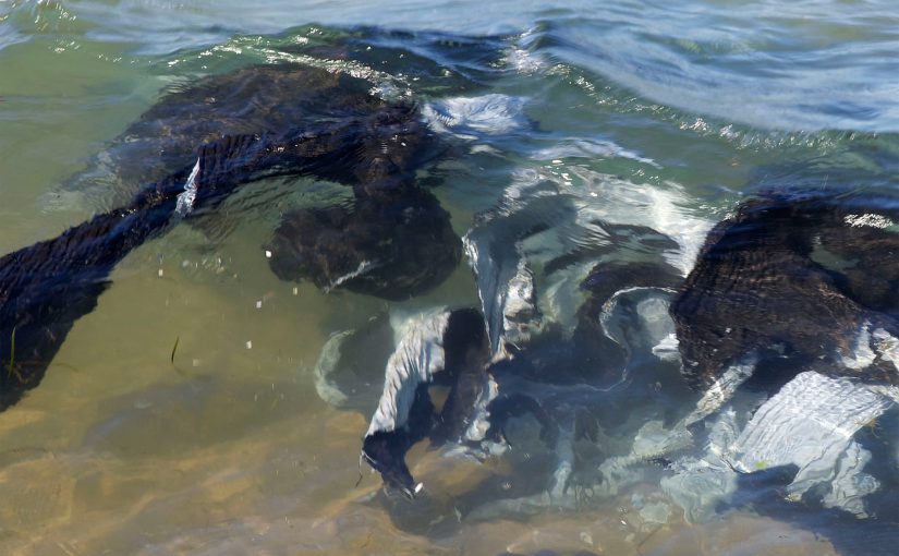 AIPB  Giuseppe Ripa POLITICO